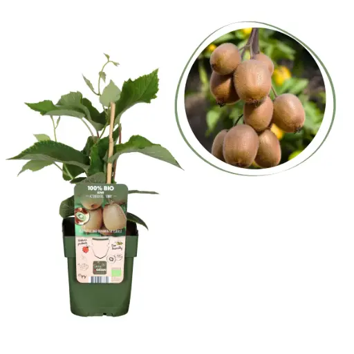 [F1009] Kiwiplante Jenny - BIO