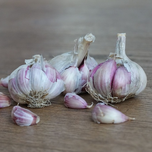 [A9060] Hvidløg Morado - BIO 