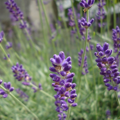 [B8020] Ægte lavendel - Lavandula angustifolia Hidcote - BIO