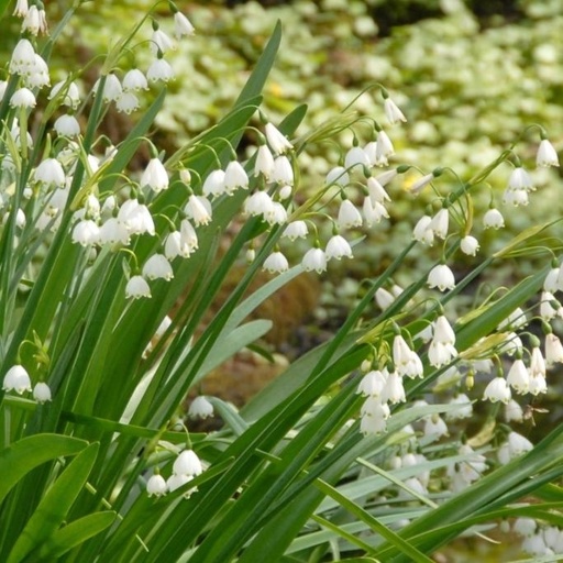 [A9018] Leucojum Gravetye Giant - Sommer-Hvidblomme - BIO