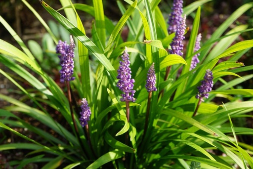 [X8022] Liriope muscari Big Blue - BIO