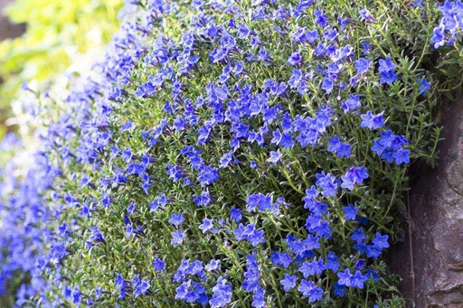[X8053] Lithodora Heavenly Blue - BIO