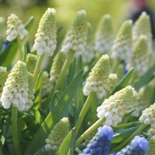 [A9063] Perlehyacint - Muscari White Magic - BIO