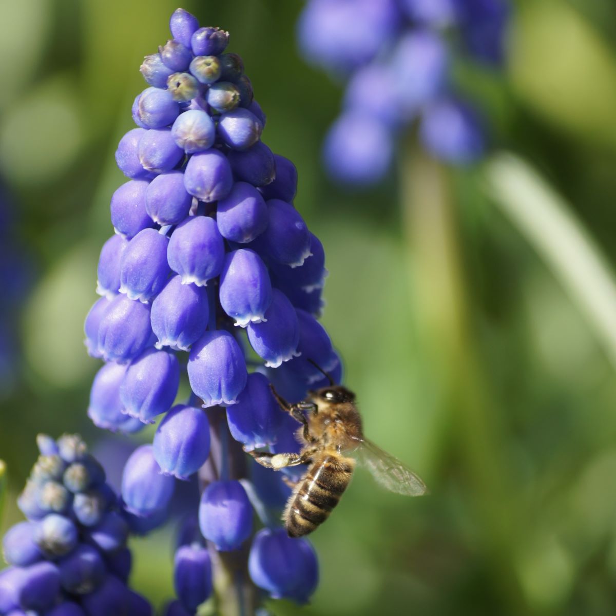 [A9001] Perlehyacint - Muscari Armeniacum - BIO