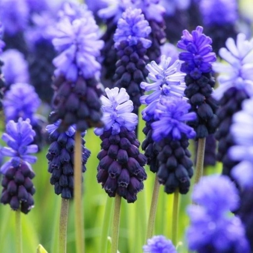 [A9023] Perlehyacint - Muscari Latifolium - BIO 