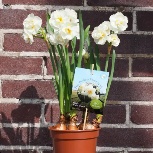 [P1006] Narcissus Bridal Crown i Krukke - BIO