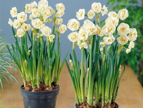 [P1006] Potted Daffodil Bridal Crown - BIO
