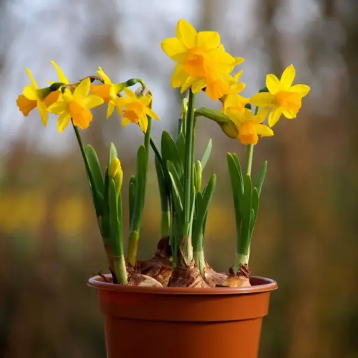 [P1002] Narcissus Tete-a-Tete i Krukke - BIO