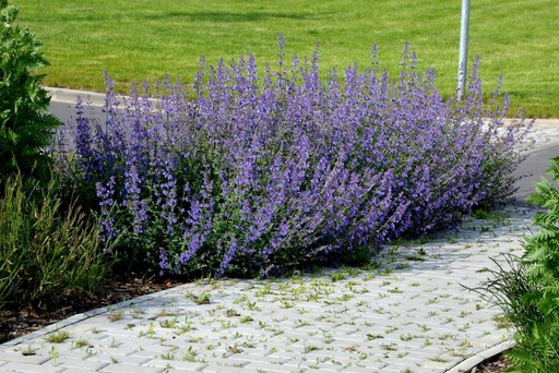 [B8025] Nepeta Walkers Low - Blåkant - BIO