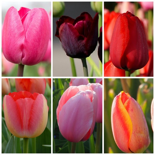 [AC99004] Samling Høje Tulpen - BIO