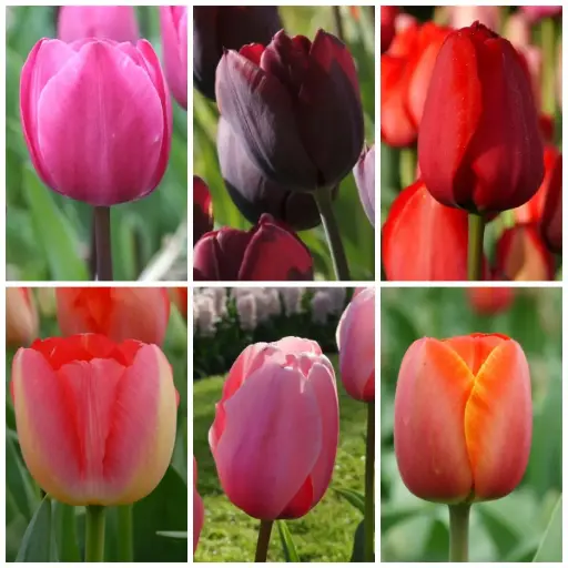 [AC99004] Samling Høje Tulpen - BIO
