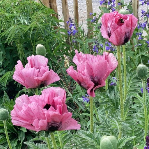 [X8057] Papaver Orientale Pink Perfection - BIO