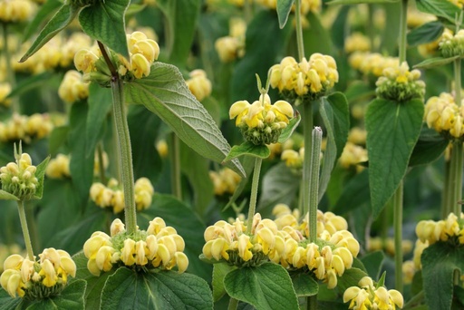 [X8027] Phlomis Russeliana - BIO