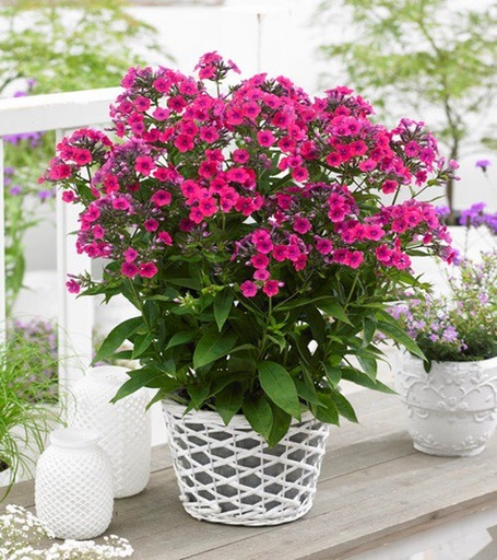 [X8029] Phlox pan. Famous Cerise - BIO