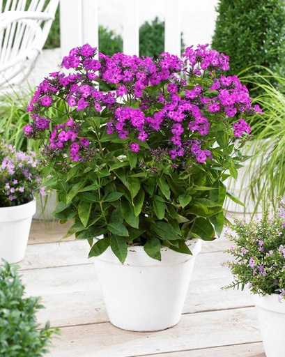 [X8030] Phlox pan. Famous Purple - BIO
