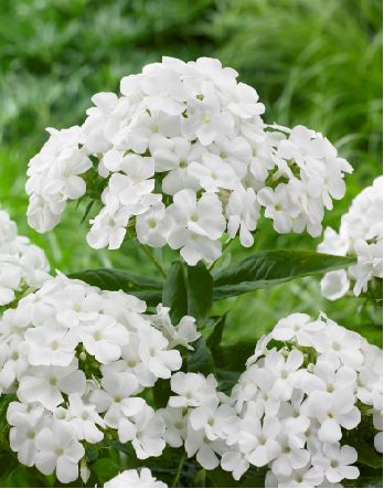 [X8031] Phlox pan. Famous White - BIO