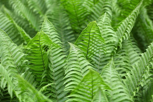 [X8058] Polystichum set. Herrenhausen - BIO