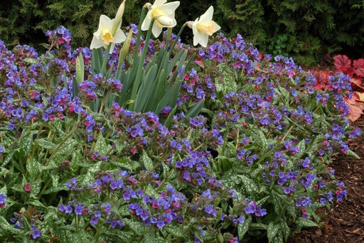 [X8059] Pulmonaria Trevi Fountain - BIO