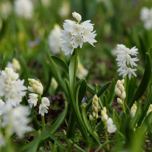 [A9043] Hvid Porcelænshyacint - Puschkinia Libanotica Alba - BIO