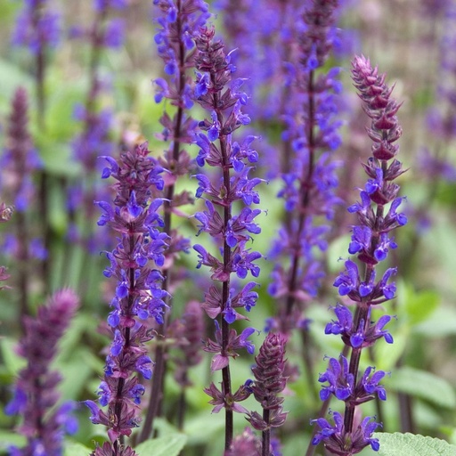 [B8061] Salvia Caradonna - Småblomstret Salvie - BIO