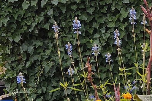 [X8036] Salvia Crystal Blue - BIO