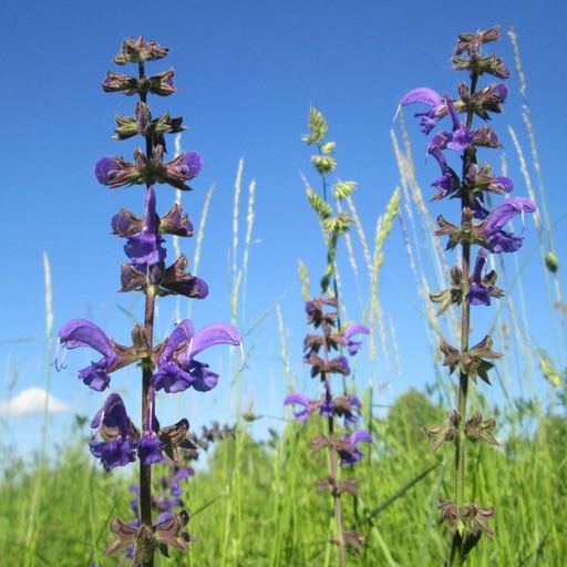 [X8037] Salvia Pratensis - BIO
