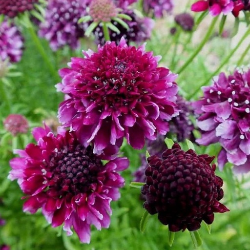 [X8067] Scabiosa Barocca - BIO