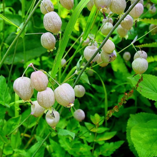 [X8062] Silene Vulgaris - BIO