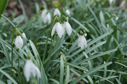 [A9022] Vintergækker (Galanthus Nivalis) - BIO