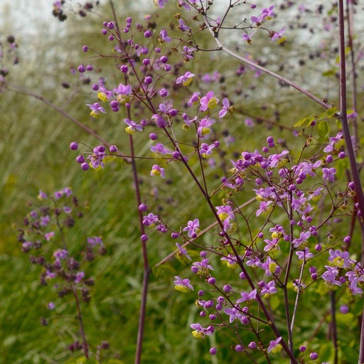 [X8040] Thalictrum Delavayi - BIO