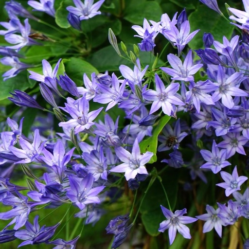[A9050] Triteleia Corrina - BIO