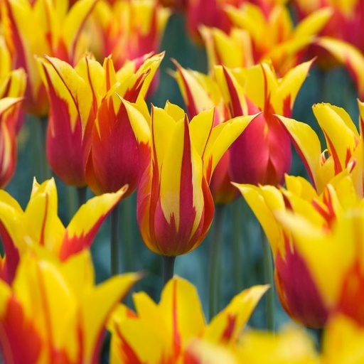 [A1112] Tulipa Fire Wings - BIO