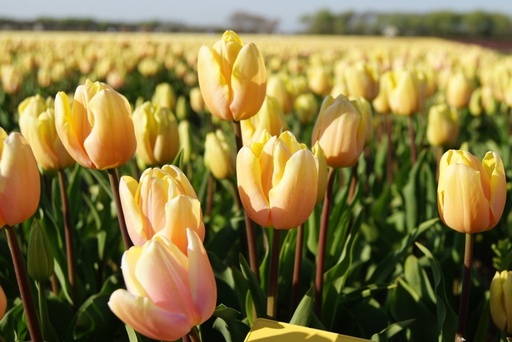 [A1020] Tulipa Mango Charm