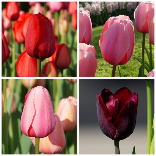 [A1036] Tulipa Blanding VELT - BIO