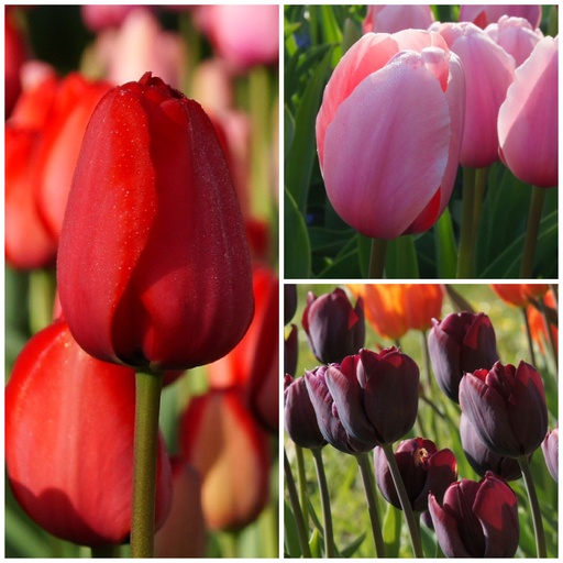 [A1036] Tulipa Blanding VELT - BIO