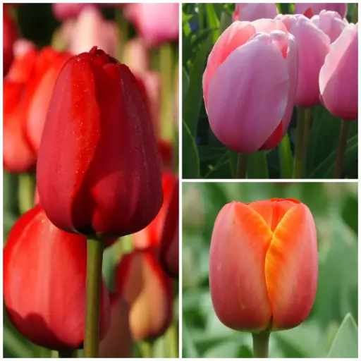[A1036] Tulipa Mix VELT - BIO