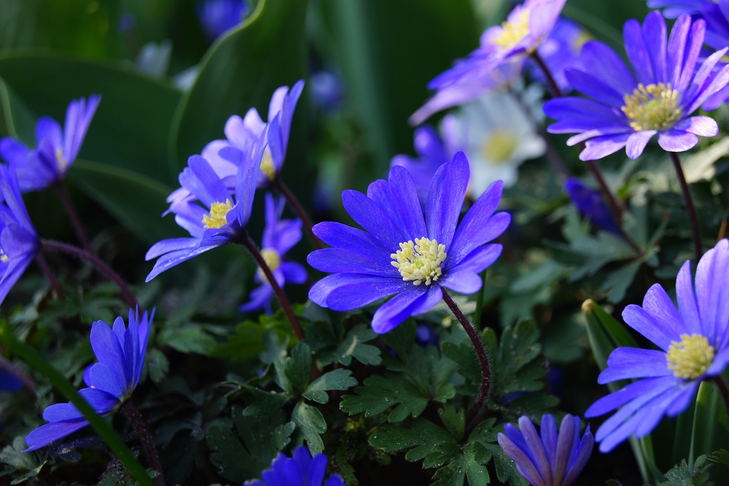 [A9045] Anemone Blanda - Balkan Anemone - BIO