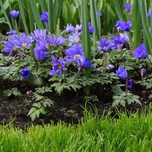 [A9045] Anemone Blanda - Balkan Anemone - BIO