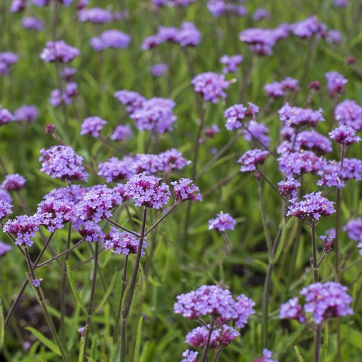 [B8042] Kæmpe Verbena - Verbena Lollipop - BIO